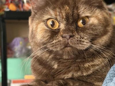 MOMO - British Shorthair - Gallery Photo #1