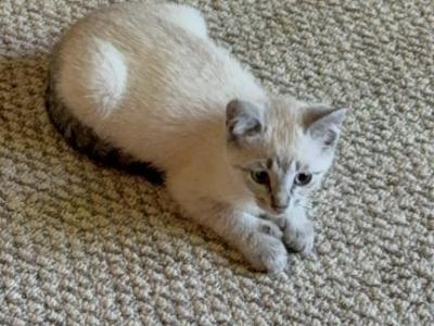 Female Snowshoe Siamese Polydactyl Lynx Point - Siamese - Gallery Photo #1