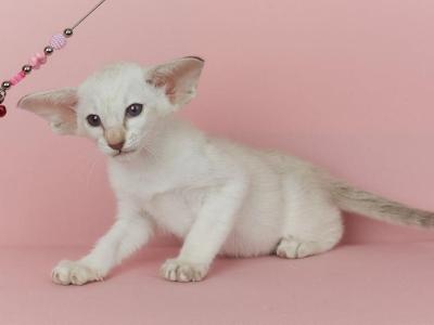 MAISIE PERLY - Siamese - Gallery Photo #1