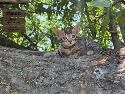Timon - Bengal - Gallery Photo #1