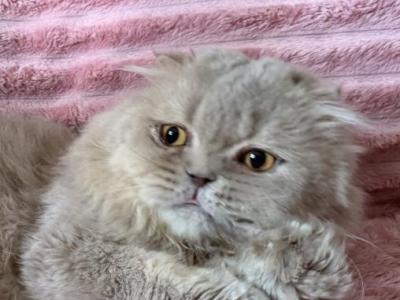 Dandy - Scottish Fold - Gallery Photo #1