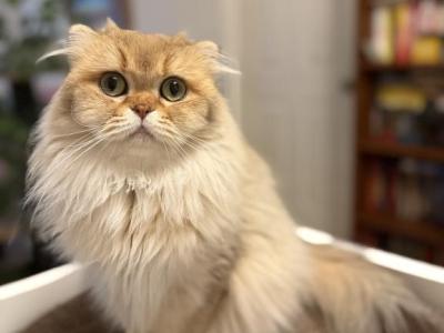 Vanilla - Scottish Fold - Gallery Photo #1