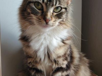 Perdita - Ragdoll - Gallery Photo #1