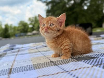 Archie - Munchkin - Gallery Photo #1