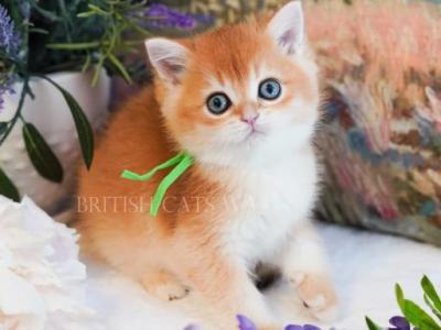 George - British Shorthair - Gallery Photo #1