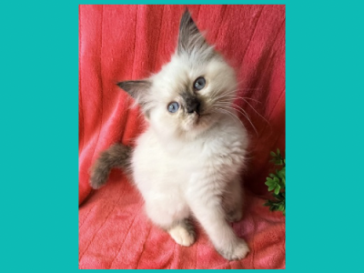 Cheesecake & Cracker Jack Litter - Ragdoll - Gallery Photo #1