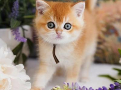 Figaro - British Shorthair - Gallery Photo #1