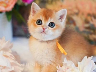 Flora - British Shorthair - Gallery Photo #1