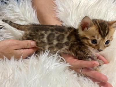 Brown Male Bengal Kitten - Bengal - Gallery Photo #1