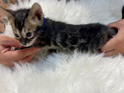 Cool Brown Male Bengal Kitten - Bengal - Gallery Photo #1