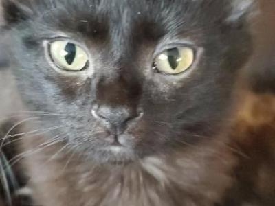 Rose - Ragdoll - Gallery Photo #1