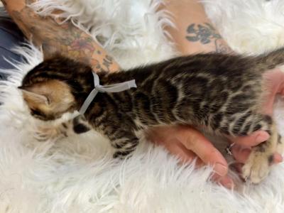 Brown Male Gray Collar - Bengal - Gallery Photo #1