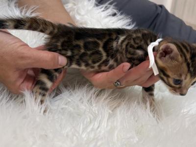 Brown Male White Collar - Bengal - Gallery Photo #1