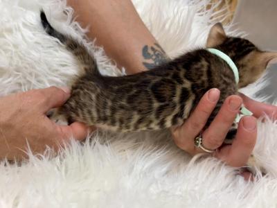 Brown Female Seafoam Collar - Bengal - Gallery Photo #1