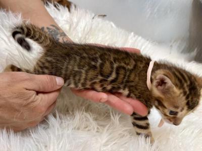 Brown Female Salmon Collar - Bengal - Gallery Photo #1