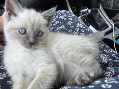 Baylee - Ragdoll - Gallery Photo #1