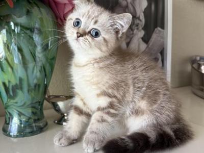 Marble Mink Boy - Scottish Straight - Gallery Photo #1