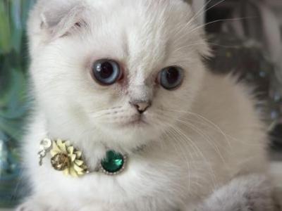 Silver Shaded Point Girl - Scottish Fold - Gallery Photo #1