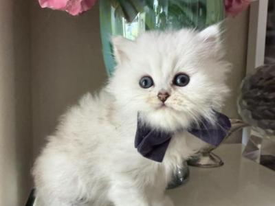 Black Silver Chinchilla Boy - Scottish Straight - Gallery Photo #1
