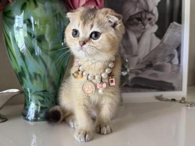 XXS Size Golden Chinchilla Girl - Scottish Fold - Gallery Photo #1