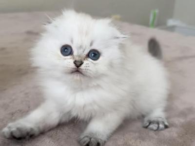 Golden Shaded Point Girl - Scottish Fold - Gallery Photo #1