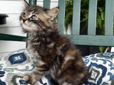Mitzi - Siberian - Gallery Photo #1