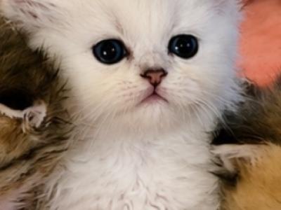 Gracy's Litter 1 - Persian - Gallery Photo #1