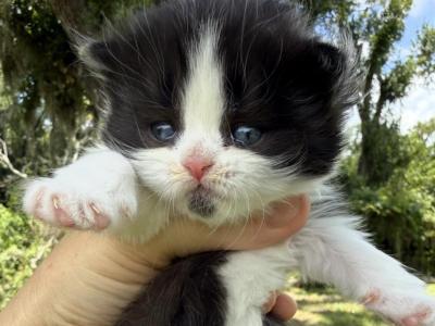 Black Bicolor LH Girl - Scottish Straight - Gallery Photo #1