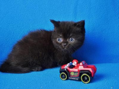 Bucky - Scottish Straight - Gallery Photo #1