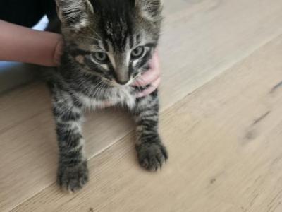 Stripes - Domestic - Gallery Photo #1