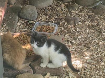 Oreo - Domestic - Gallery Photo #1