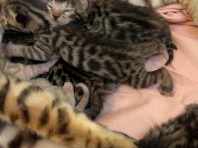 Litter Of 5 One Snow Bengal - Bengal - Gallery Photo #1