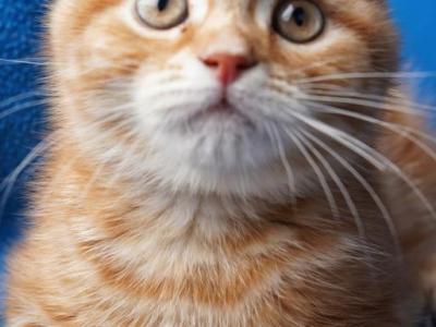 Bobby - Scottish Fold - Gallery Photo #1