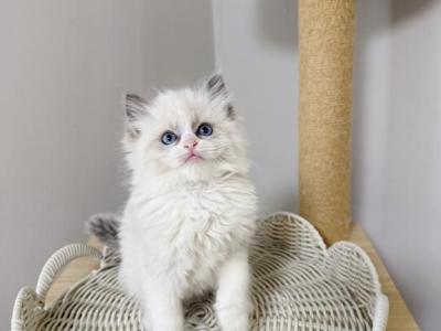 Luka - Ragdoll - Gallery Photo #1