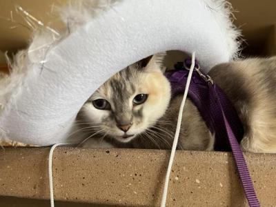 Cleopatra - Domestic - Gallery Photo #1