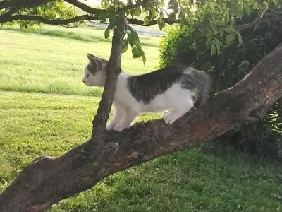 Cloves - Domestic - Gallery Photo #1