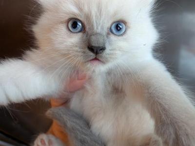 BOWZER BLUE MITTED - Ragdoll - Gallery Photo #1