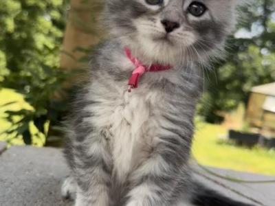 Umka Everest - Maine Coon - Gallery Photo #1
