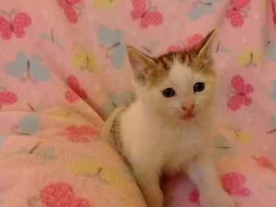KitKat - Domestic - Gallery Photo #1