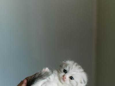 Scottish Kittens - Scottish Fold - Gallery Photo #1