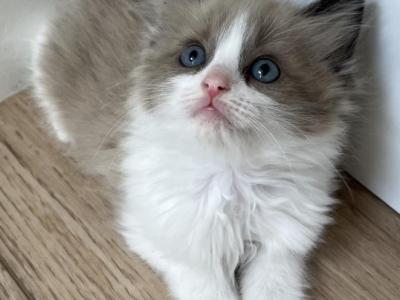 Seal Mink Bicolor Ragdoll Boy - Ragdoll - Gallery Photo #1