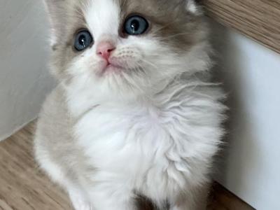 Seal Mink Bicolor Ragdoll Male - Ragdoll - Gallery Photo #1