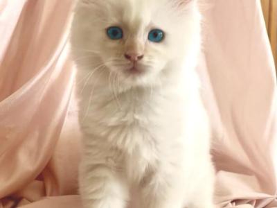 Flame Point Ragdoll - Ragdoll - Gallery Photo #1