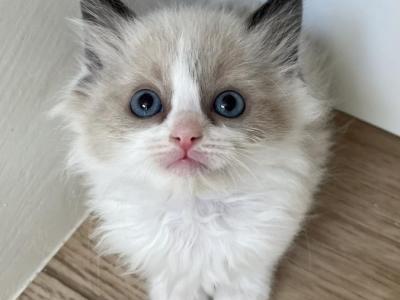 Blue Mink Bicolor Ragdoll Girl - Ragdoll - Gallery Photo #1
