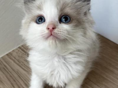 Blue Mink Bicolor Ragdoll Female - Ragdoll - Gallery Photo #1