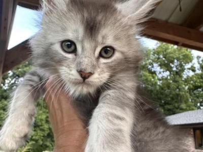Umka Everest 2 - Maine Coon - Gallery Photo #1