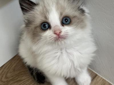 Blue Mink Bicolor Ragdoll Kitty - Ragdoll - Gallery Photo #1