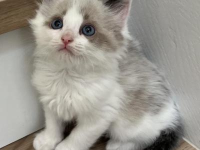 Blue Mink Bicolor Ragdoll Kitten - Ragdoll - Gallery Photo #1