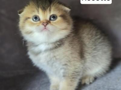 Rosette - Scottish Fold - Gallery Photo #1