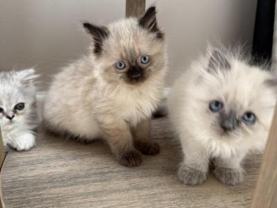Luca - Ragdoll - Gallery Photo #1